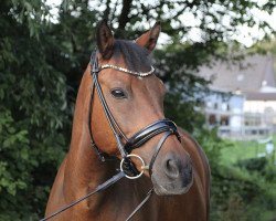 jumper Magic Moment (German Riding Pony, 2008, from Miraculix)