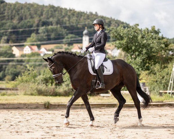 dressage horse Romero 125 (German Sport Horse, 2017, from Ricardo Star)