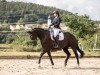 dressage horse Romero 125 (German Sport Horse, 2017, from Ricardo Star)