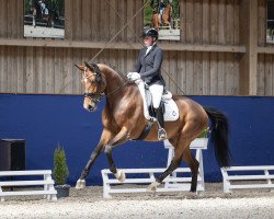 dressage horse Freifrau 14 (Hanoverian, 2018, from Feuertanz)