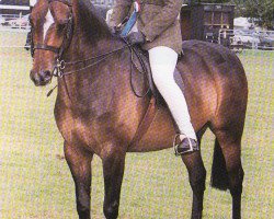 Pferd Chiddock Superman (British Riding Pony, 1992, von Syon Splendour)