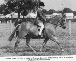 Pferd Yealand Praise (British Riding Pony, 1989, von Botingelle Swan Song)