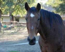 broodmare Galatee du Defey (Selle Français, 1994, from I love you)