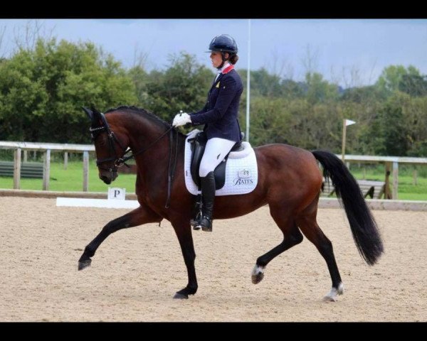 dressage horse Ode To Shannon (British Sport Horse, 2008, from Washington Postman xx)