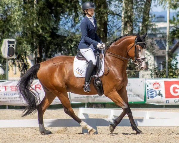 dressage horse Calimero Gh (Austrian Warmblood, 2015, from Casiro I)