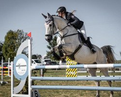 jumper Camparie 3 (German Sport Horse, 2010, from Camarque 3)