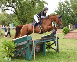 broodmare Wild Joy (German Sport Horse, 2005, from Wild Life)