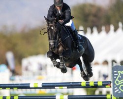 jumper Everwood (KWPN (Royal Dutch Sporthorse), 2009, from Zapatero VDL)