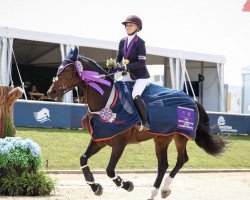 Springpferd New Star vd Berghoeve (Belgisches Warmblut, 2013, von Gitano V Berkenbroeck)