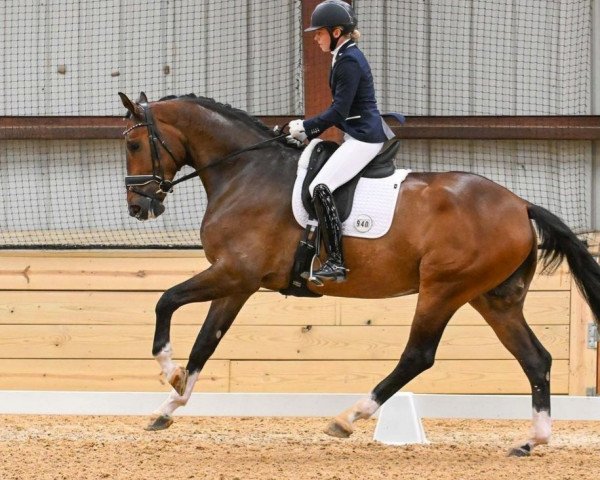 dressage horse Supersonic (Hanoverian, 2018, from Secret)