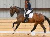 dressage horse Supersonic (Hanoverian, 2018, from Secret)