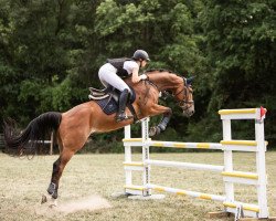 jumper Hemingway 72 (Little German Riding Horse, 2011, from Higgins)