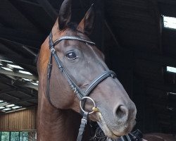 jumper Cerentina (Oldenburg show jumper, 2006, from Chico's Boy)