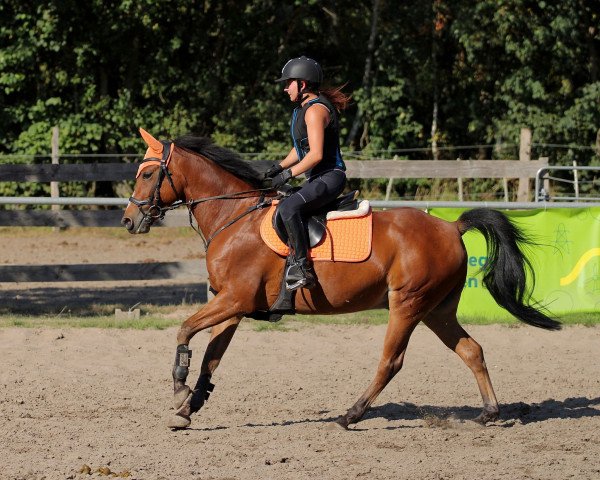 Pferd Scotty 108 (Deutsches Reitpony, 2016, von Schabernack)