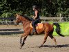 horse Scotty 108 (German Riding Pony, 2016, from Schabernack)