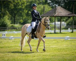 dressage horse Lydarthill Special Reserve (Welsh-Pony (Section B), 2015, from Goldi MK)