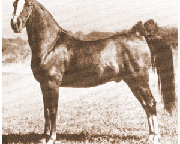 horse Rouf ox (Arabian thoroughbred, 1945, from Baarouf ox)