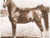 horse Rouf ox (Arabian thoroughbred, 1945, from Baarouf ox)