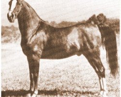 horse Rouf ox (Arabian thoroughbred, 1945, from Baarouf ox)