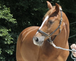 jumper Sunny 1195 (Hanoverian, 2012, from Sir Donnerhall I)