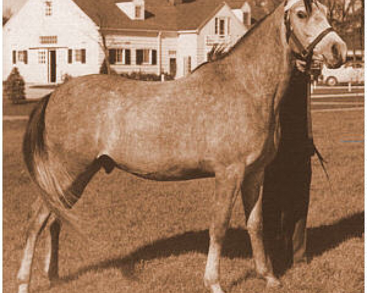 stallion Azrak ox (Arabian purebred, 1942, from Fay El Dine 1934 ox)