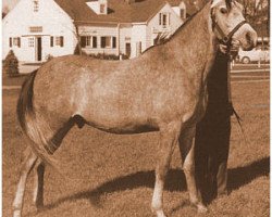 stallion Azrak ox (Arabian thoroughbred, 1942, from Fay El Dine 1934 ox)