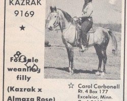 stallion Kazrak ox (Arabian thoroughbred, 1954, from Azrak ox)