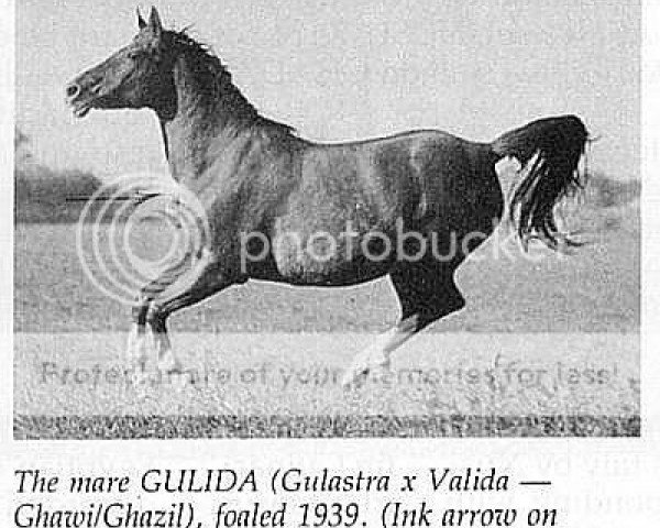 broodmare Gulida ox (Arabian thoroughbred, 1939, from Gulastra ox)