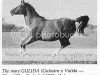 broodmare Gulida ox (Arabian thoroughbred, 1939, from Gulastra ox)