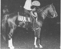 stallion Aniq ox (Arabian thoroughbred, 1950, from Gezan ox)