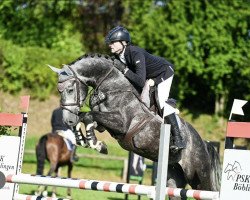 Springpferd Bolin R (Oldenburger Springpferd, 2018, von Balou du Rouet)