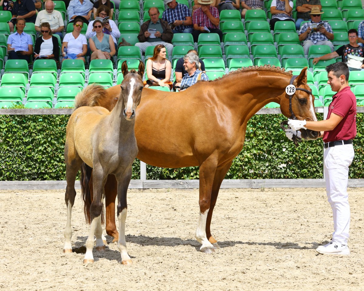 broodmare La Bonita 53 (Oldenburg, 2007, from Lordanos)