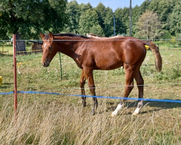 Fohlen von Vicello G (Deutsches Sportpferd, 2023, von Vigaro)