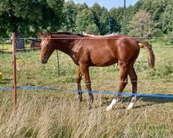 Springpferd Vicello G (Deutsches Sportpferd, 2023, von Vigaro)