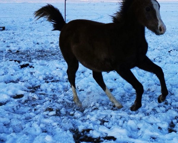 Pferd Al Sahaba Farouk (Vollblutaraber, 2022, von Erwillo)