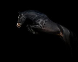 broodmare High Heels 8 (Oldenburg show jumper, 2019, from Hickstead White)