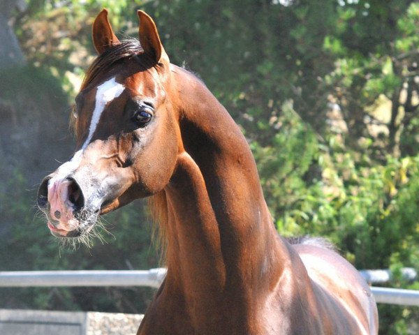stallion Ajman Moniscione ox (Arabian thoroughbred, 2003, from WH Justice ox)