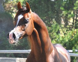 stallion Ajman Moniscione ox (Arabian thoroughbred, 2003, from WH Justice ox)