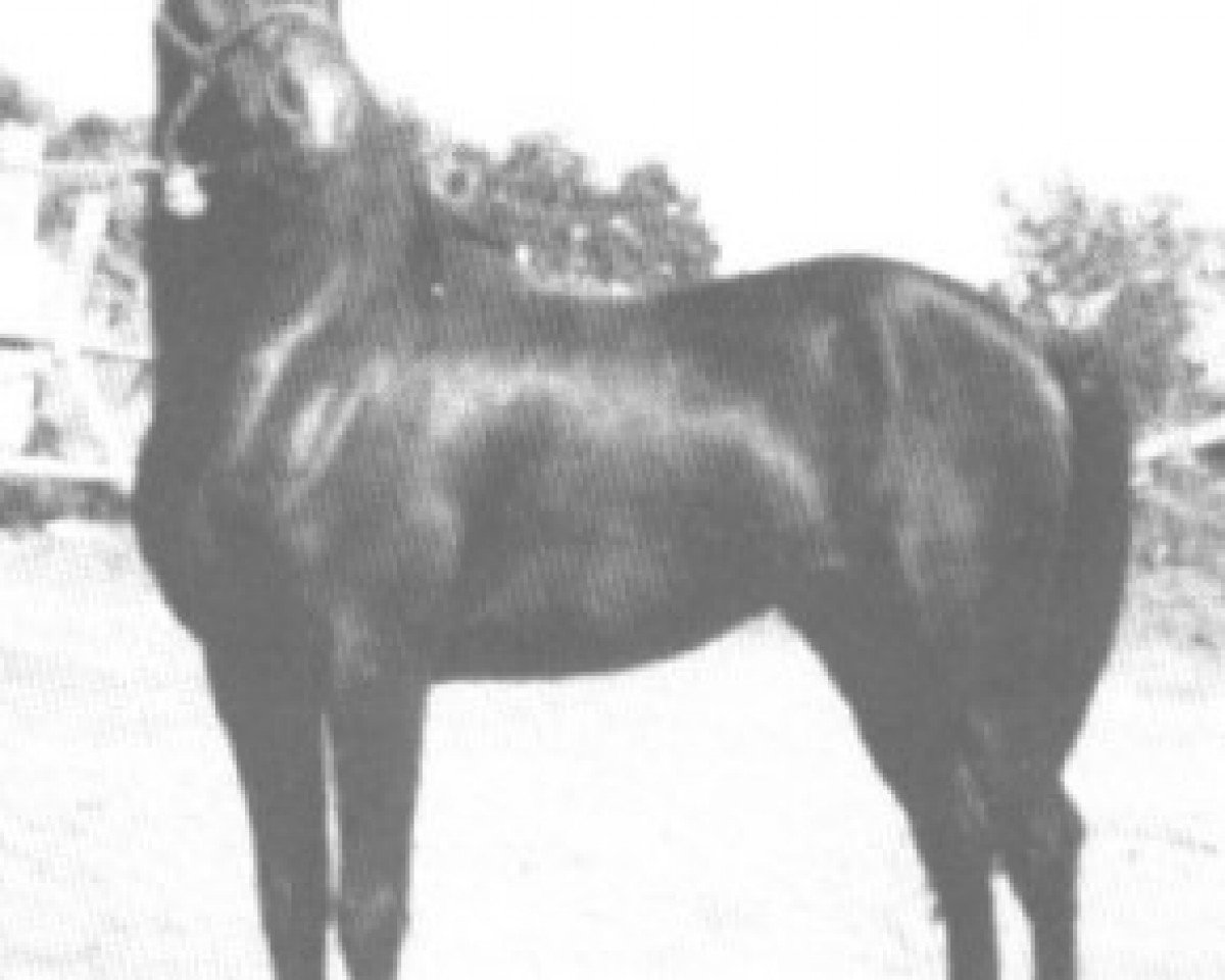 stallion Char Sirgem ox (Arabian purebred, 1963, from Negem ox)