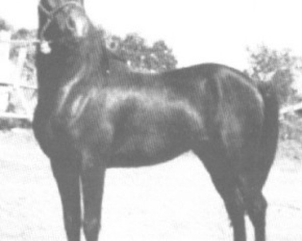 Deckhengst Char Sirgem ox (Vollblutaraber, 1963, von Negem ox)