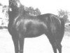 stallion Char Sirgem ox (Arabian thoroughbred, 1963, from Negem ox)