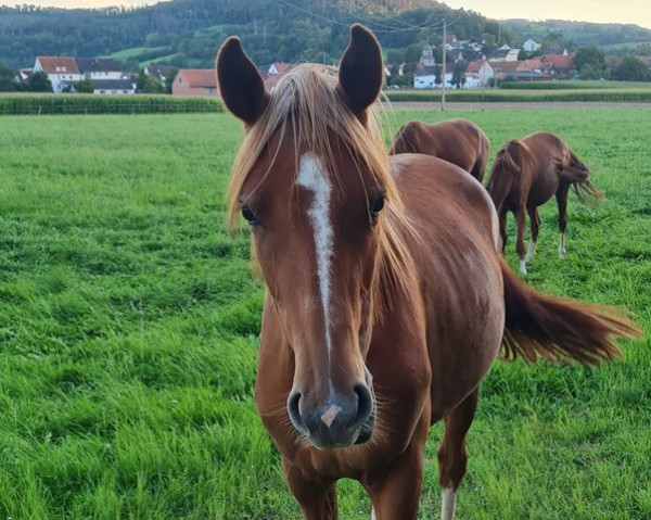 dressage horse Sans Souci B (Hanoverian, 2022, from Secret)