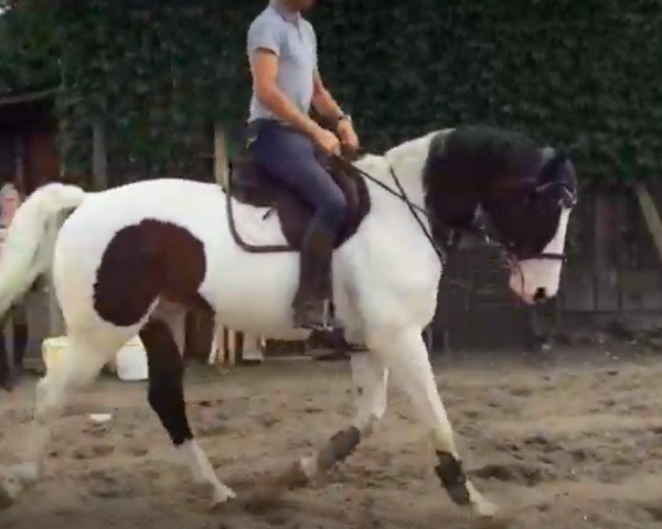 stallion Sunka Wakan Ska (Selle Français, 2006, from Limbo)