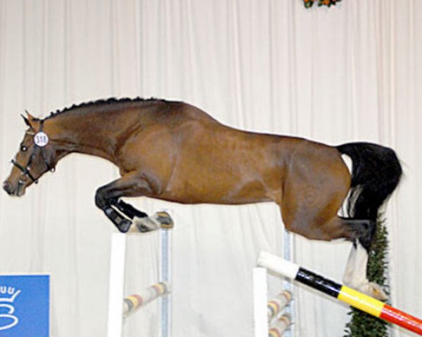 stallion Cambito (Holsteiner, 2004, from Caretino)