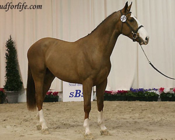 stallion Uganito du Seigneur (Belgium Sporthorse, 2004, from Ogano Sitte)
