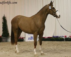 stallion Uganito du Seigneur (Belgium Sporthorse, 2004, from Ogano Sitte)