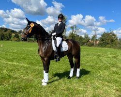 dressage horse Danzarina S (Oldenburg, 2015, from Danzador)