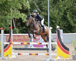 jumper Nasir THC (anglo european sporthorse, 2016, from Neos 2)