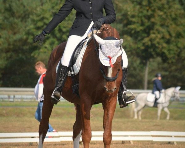 horse Gran Finetto (German Warmblood, 2007, from Gerwannus)