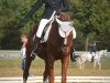 Pferd Gran Finetto (Deutsches Reitpferd, 2007, von Gerwannus)